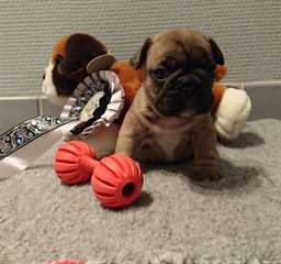 CHIOT BOULEDOGUE FRANCAIS A DONNER