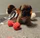 CHIOT BOULEDOGUE FRANCAIS A DONNER - photo 1