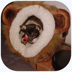 J'offre chiot chihuahua