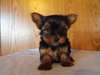 Yorkshire Terrier Chiots à vendre - photo 2