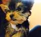 Yorkshire Terrier Chiots à vendre - photo 3