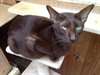 La Havane Brown Chatons - photo 2