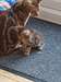 Chatons d'Ocicat - photo 2