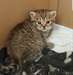 Chaton de Selkirk Rex - photo 2