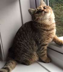 Chaton de Selkirk Rex