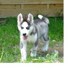 TRES BEAUX CHIOTS SIBERIAN HUSKY DISPONIBLE