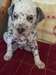 Chiots Dalmatiens à vendre - photo 1