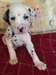 Chiots Dalmatiens à vendre - photo 2