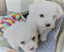 Coton De Tulear chiots à vendre - photo 2