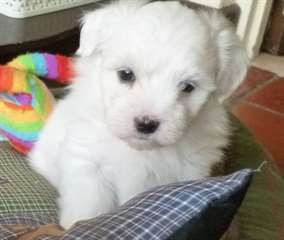 Coton De Tulear chiots à vendre