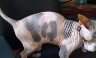 Sphynx femelle d'un an à donner