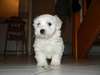 A donner magnifique et adorable chiot type bichon - photo 1