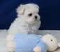 A donner magnifique chiot bichon maltais - photo 1