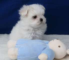 A donner magnifique chiot bichon maltais