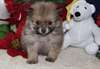 dorchit male et femelle pomeranien pour adoption - photo 1