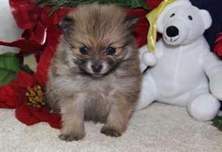 dorchit male et femelle pomeranien pour adoption