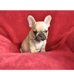 Un chiot bouledogue français pedigre
