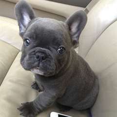Adorable chiots Bouledogue Francais