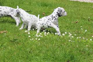 Adorable chiots dalmatien