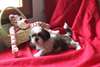 Chiot type shih tzu femelle non lof - photo 1