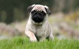 superbes chiots pug pour donnee a l'adoption
