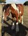 Poney pie bai tobiano - photo 2