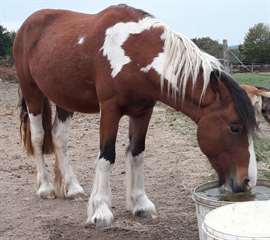 Poney pie bai tobiano