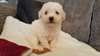 chiots bichon a piols freises a donner - photo 1