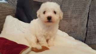 chiots bichon a piols freises a donner