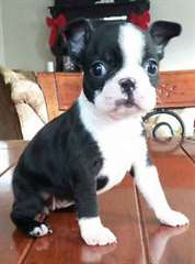 Boston Terrier de très grande qualité