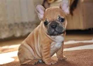formidables chiots bouledogue francais pour donner