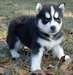 adorables chiots  siberien a donnee - photo 1