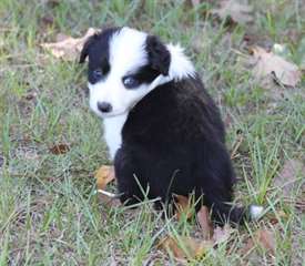 manifiques chiots boder colie pour adoption