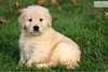 sweet goldin de race pure pour adoption - photo 1