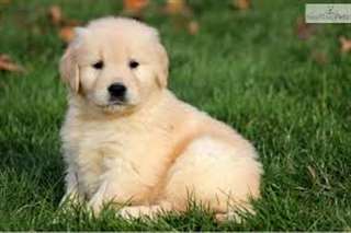 sweet goldin de race pure pour adoption