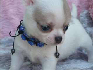 JE DONNER ADORABLE chihuahua  FEMELLE