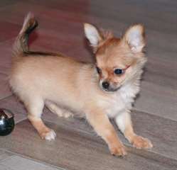 Don gratuitement chiot femelle chihuahua