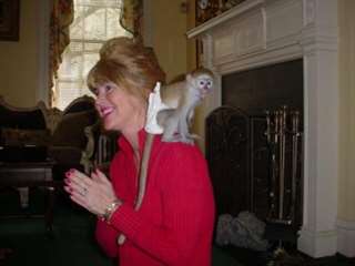 bebe singe de race type capucin femelle a donner