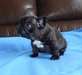 a donner chiot bouledogue francais - photo 2
