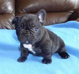 a donner chiot bouledogue francais