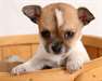 Je Donne mon chiot chihuahua male - photo 1