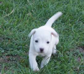 Chiot race Jack Russell Terrier Femelle à donner