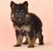 Chiots Berger allemands - photo 1