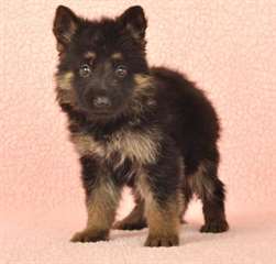 Chiots Berger allemands