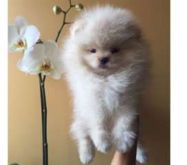 Donne Spitz pomeranian Blanc cr&#232;me nain