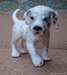formidables chiots dalmatien pour adoption - photo 1