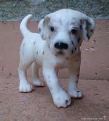 formidables chiots dalmatien pour adoption