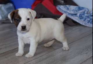 chiot jack russel femelle
