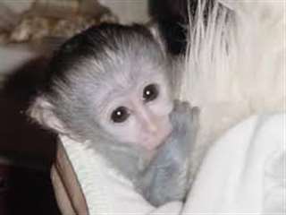 Particulier donne Bébé singe Capucin