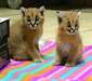 Superbe Chatons Caracal male et femelle a vendre - photo 1